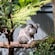 A koala sitting on a tree branch